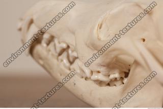 photo reference of skull 0038